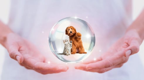 Energy Healing for Pets